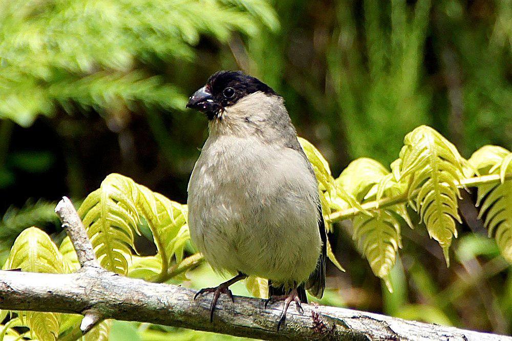 圣米格尔红腹灰雀 / Azores Bullfinch / Pyrrhula murina