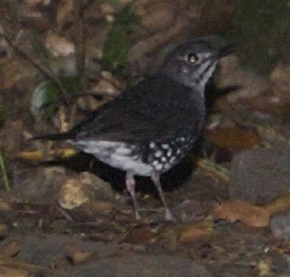 巽他地鸫 / Sunda Thrush / Zoothera andromedae