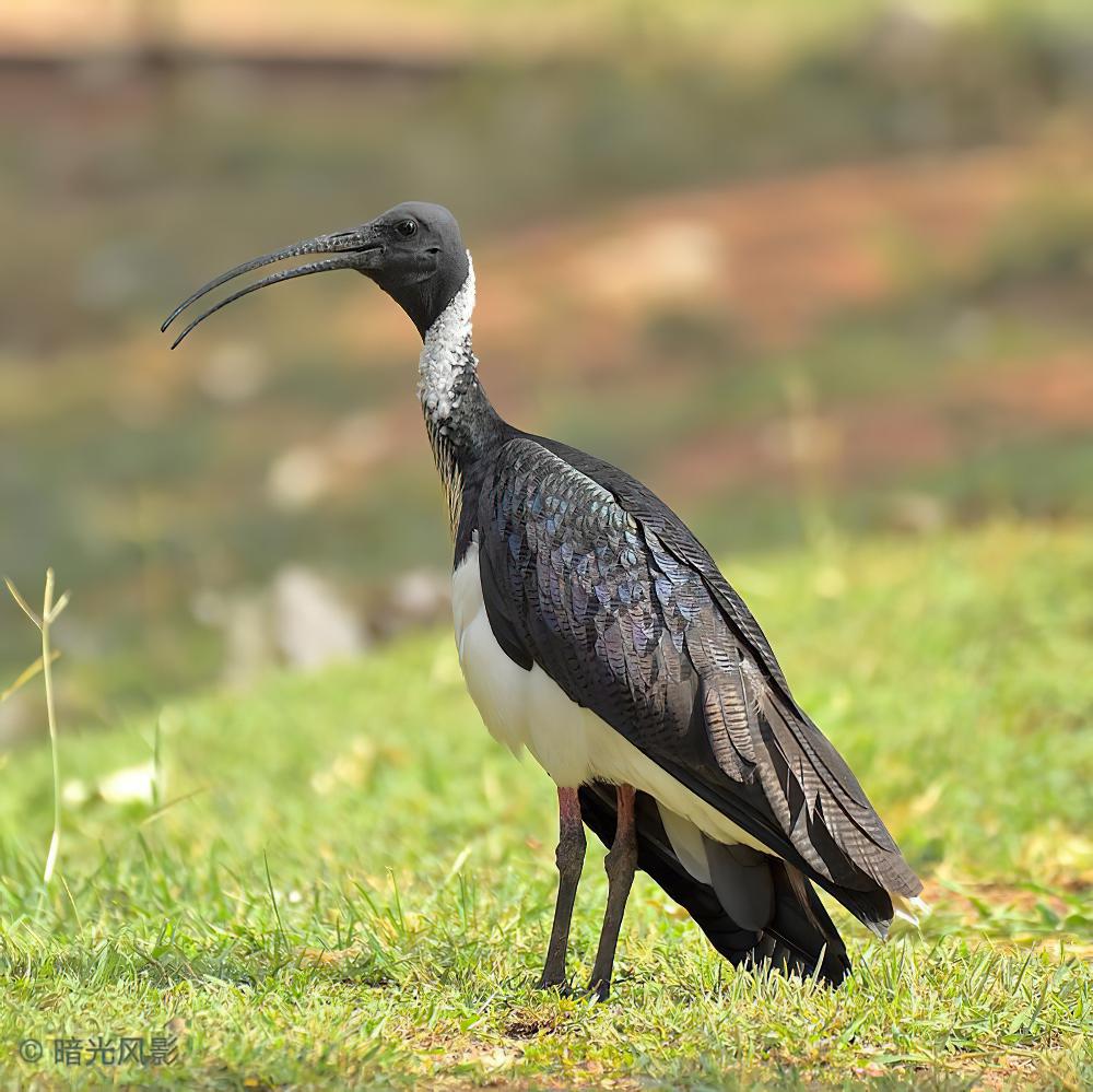 蓑颈白鹮 / Straw-necked Ibis / Threskiornis spinicollis