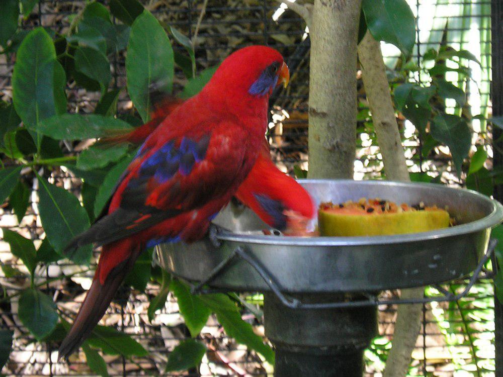 蓝耳鹦鹉 / Blue-eared Lory / Eos semilarvata