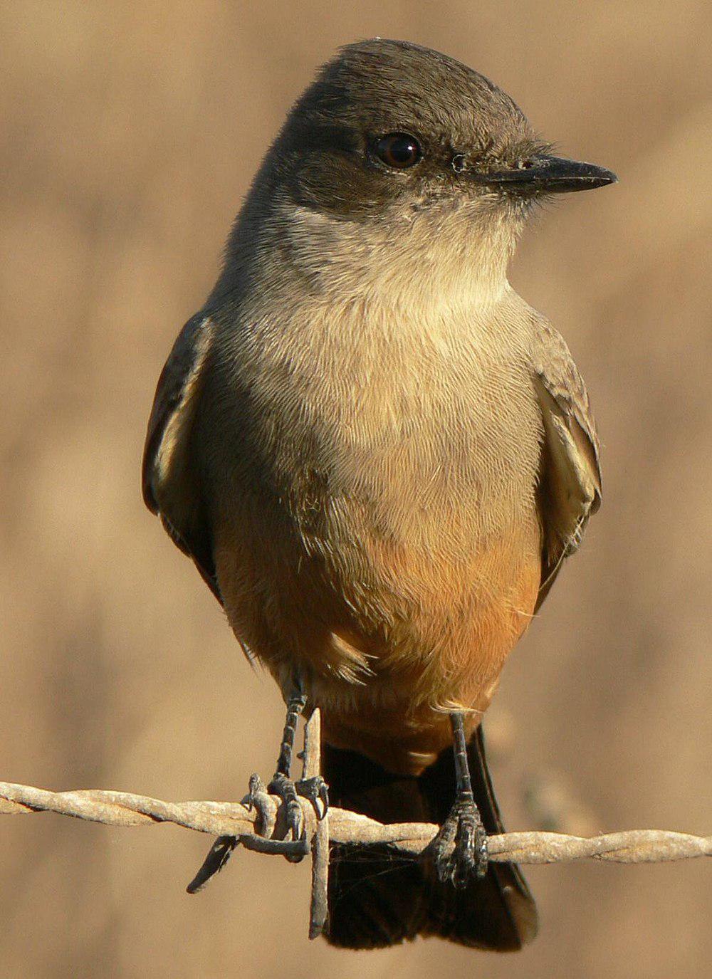 棕腹长尾霸鹟 / Say\'s Phoebe / Sayornis saya