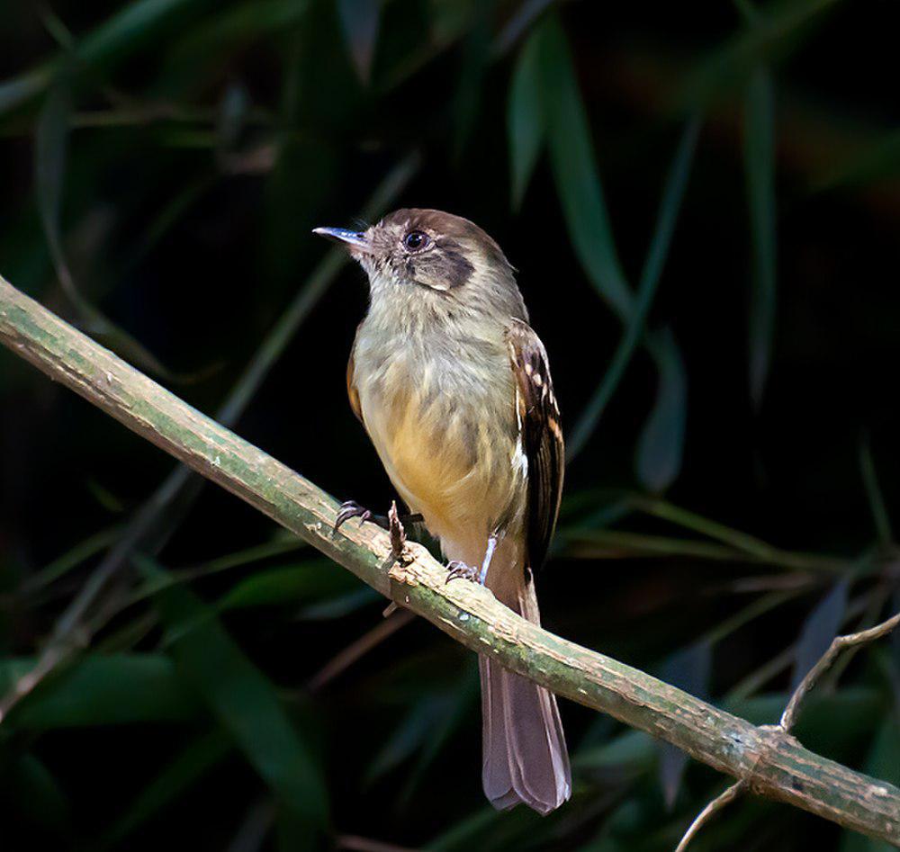 棕顶窄嘴霸鹟 / Sepia-capped Flycatcher / Leptopogon amaurocephalus