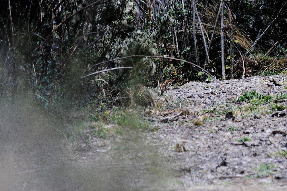 纹头蚁鸫 / Stripe-headed Antpitta / Grallaria andicolus