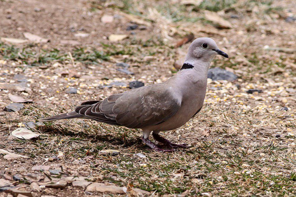 粉头斑鸠 / African Collared Dove / Streptopelia roseogrisea