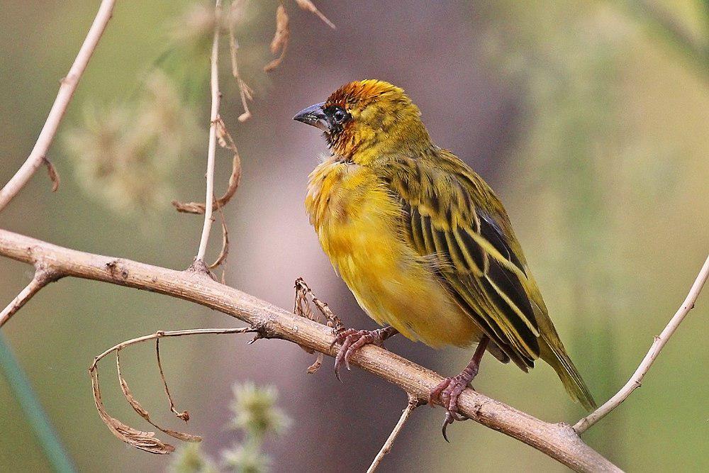 北非黑脸织雀 / Northern Masked Weaver / Ploceus taeniopterus