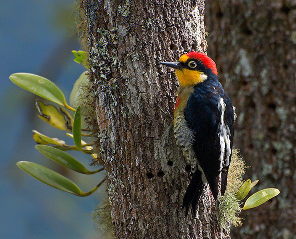 黄额啄木鸟 / Yellow-fronted Woodpecker / Melanerpes flavifrons