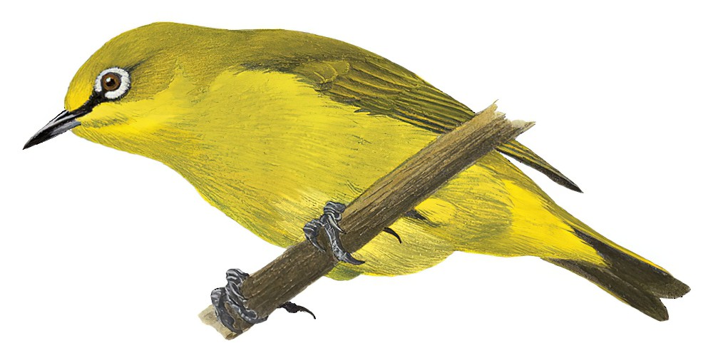 印尼绣眼鸟 / Sangkar White-eye / Zosterops melanurus