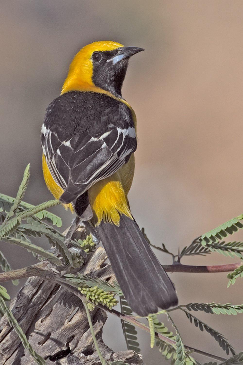 巾冠拟鹂 / Hooded Oriole / Icterus cucullatus