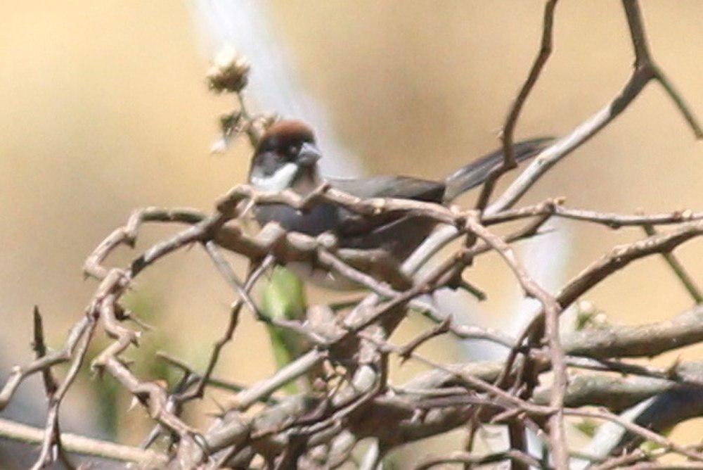 棕冠薮雀 / Bay-crowned Brushfinch / Atlapetes seebohmi