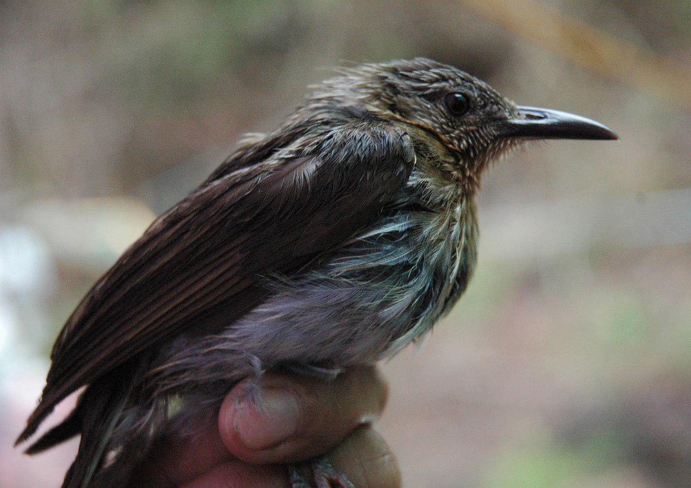 白腹啄花鸟 / Buzzing Flowerpecker / Dicaeum hypoleucum