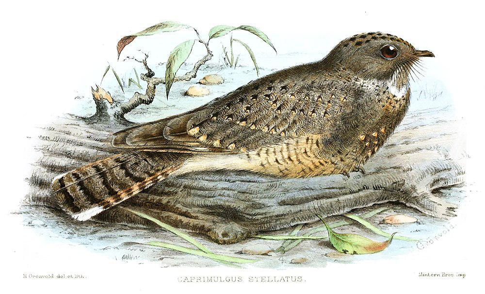 星斑夜鹰 / Star-spotted Nightjar / Caprimulgus stellatus