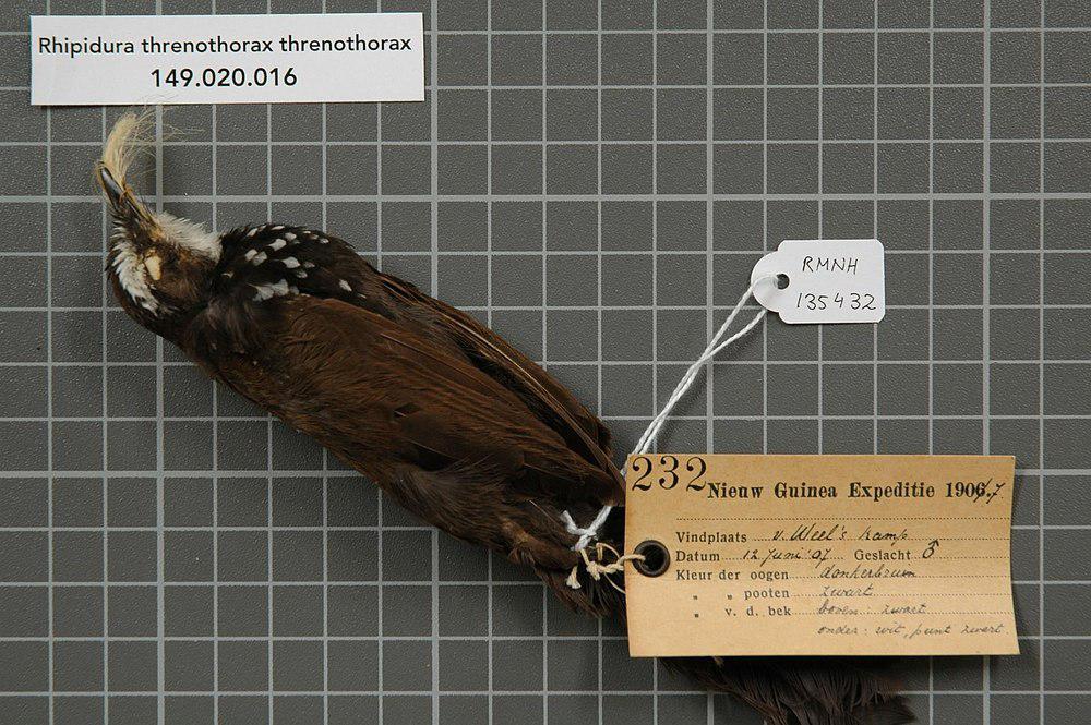 乌黑扇尾鹟 / Sooty Thicket Fantail / Rhipidura threnothorax