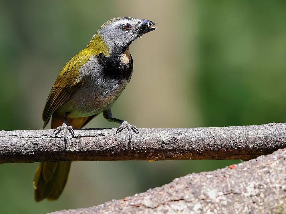 黄喉舞雀 / Buff-throated Saltator / Saltator maximus