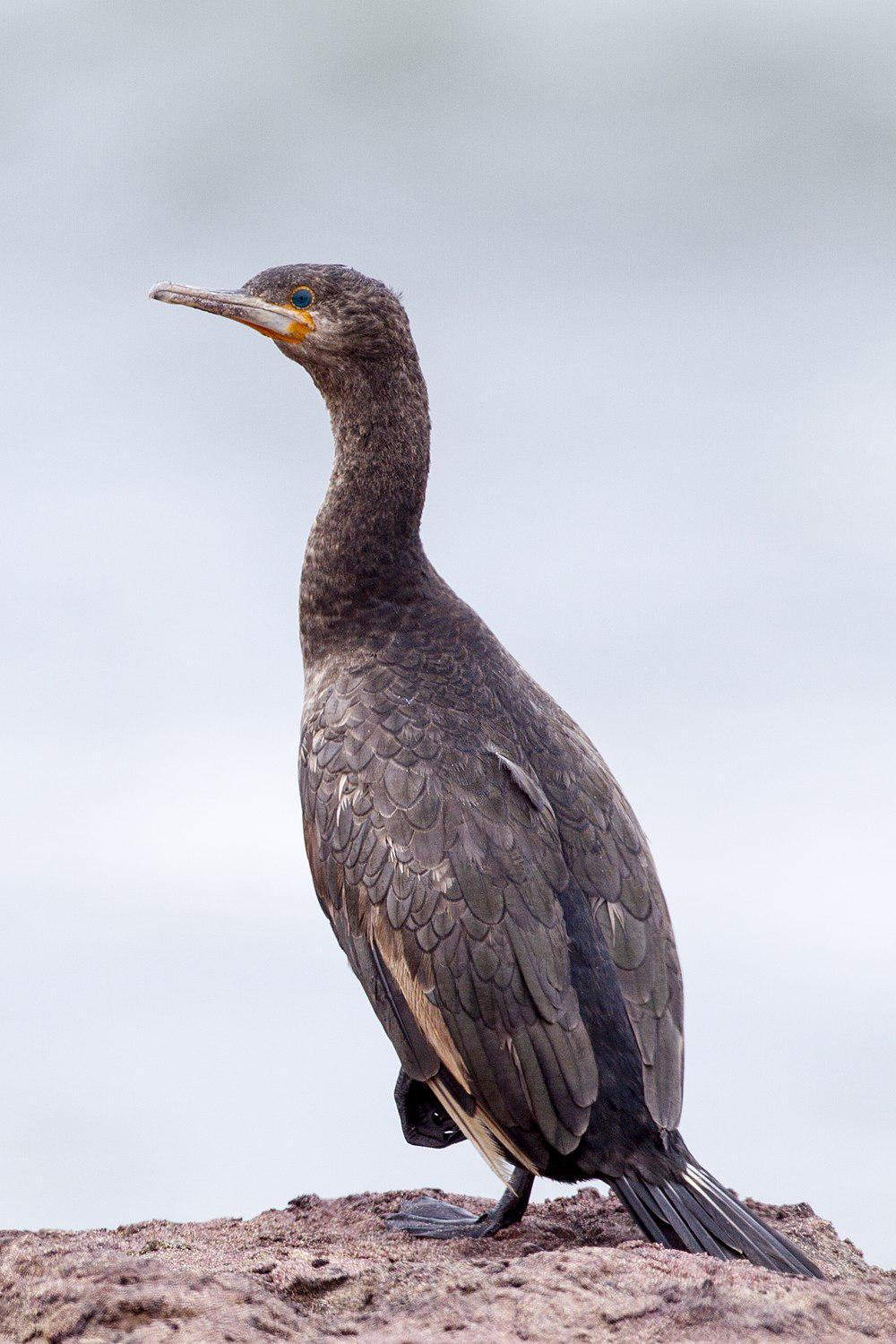 南非鸬鹚 / Cape Cormorant / Phalacrocorax capensis