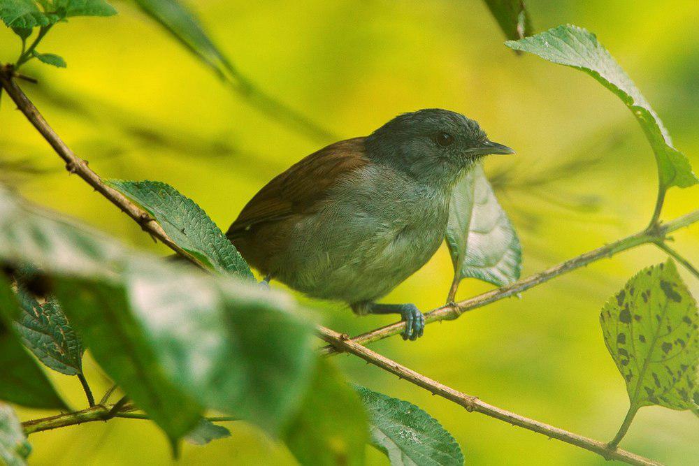 非洲雅鹛 / African Hill Babbler / Sylvia abyssinica