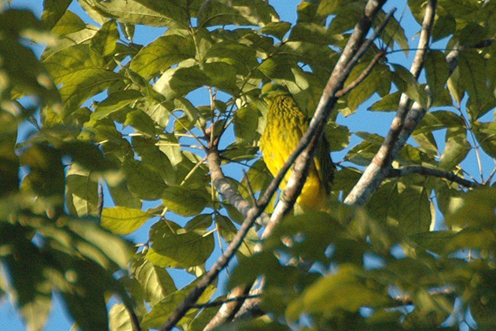 金果鸠 / Golden Fruit Dove / Ptilinopus luteovirens