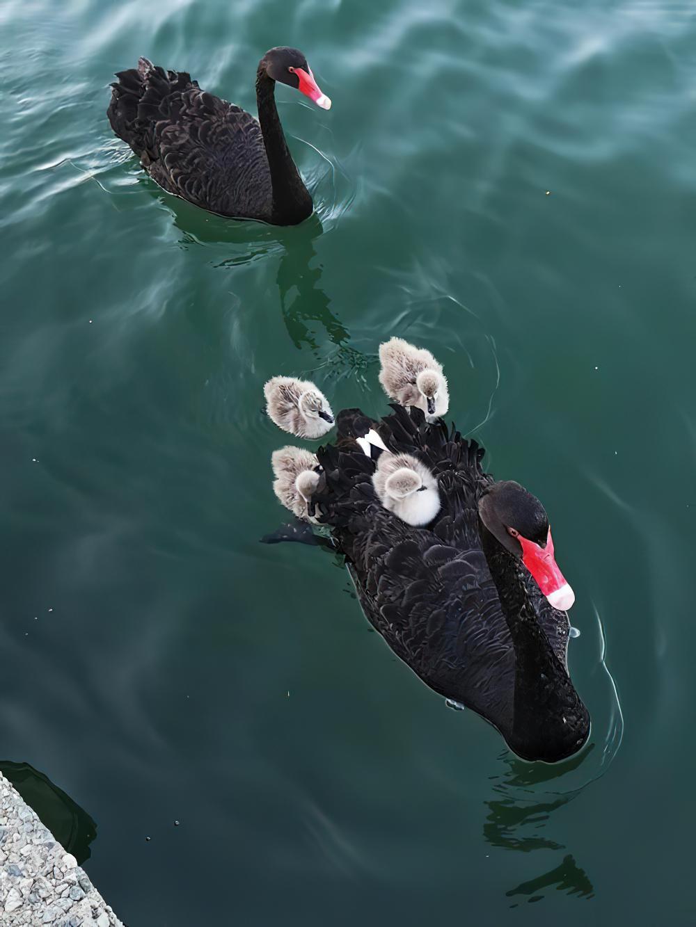 黑天鹅 / Black Swan / Cygnus atratus