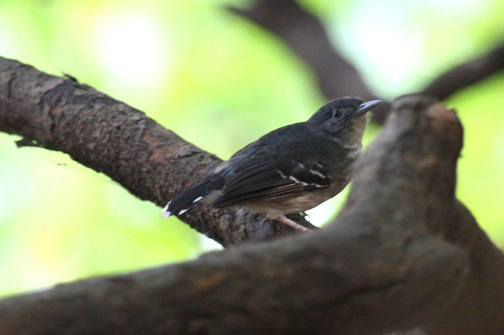 马托蚁鸟 / Mato Grosso Antbird / Cercomacra melanaria