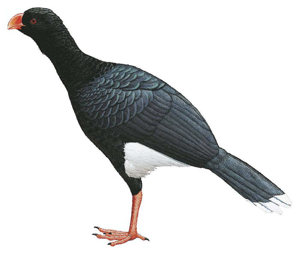 白腹盔嘴雉 / Salvin's Curassow / Mitu salvini