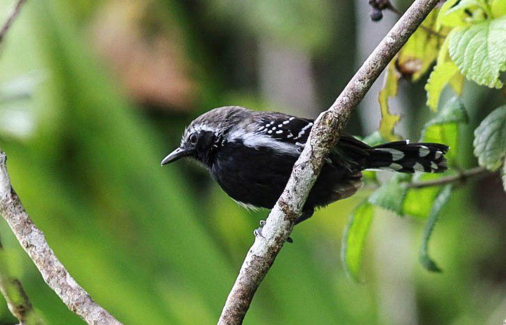 白羽缘蚁鹩 / Southern White-fringed Antwren / Formicivora grisea