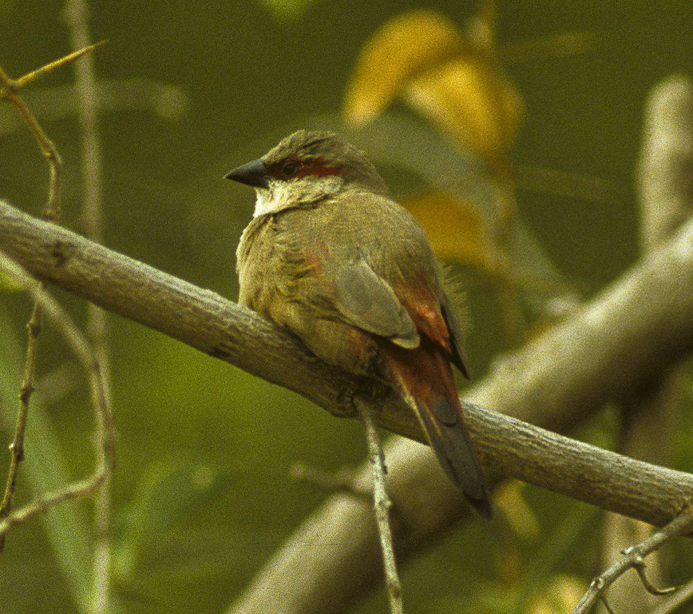 赤腰梅花雀 / Crimson-rumped Waxbill / Estrilda rhodopyga