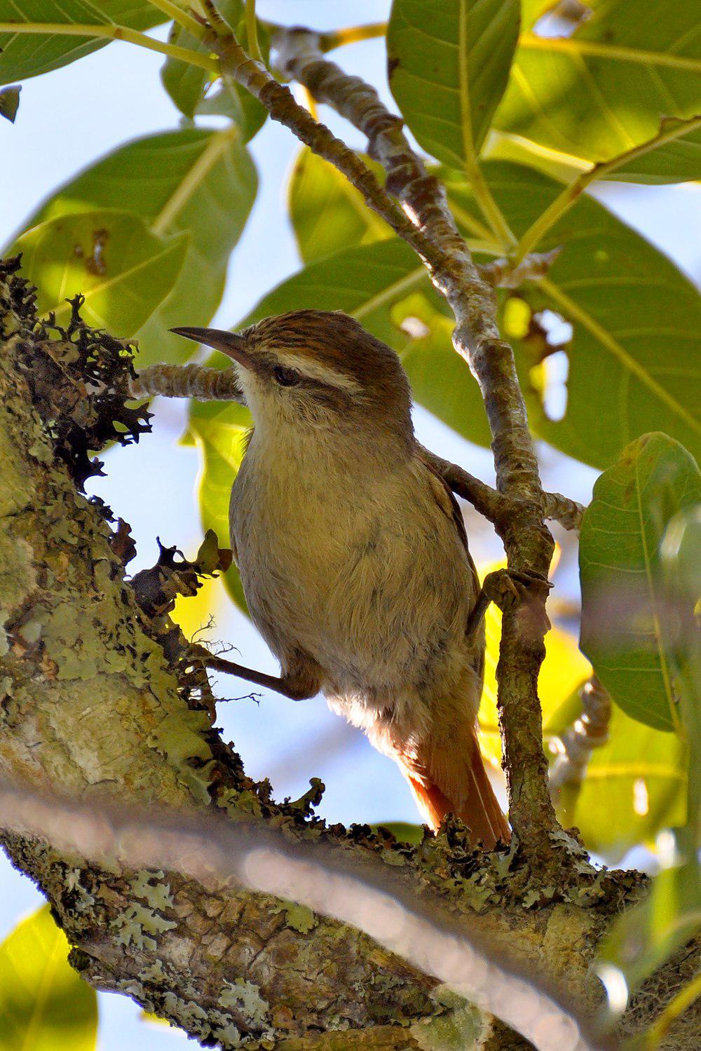 纹顶针尾雀 / Stripe-crowned Spinetail / Cranioleuca pyrrhophia