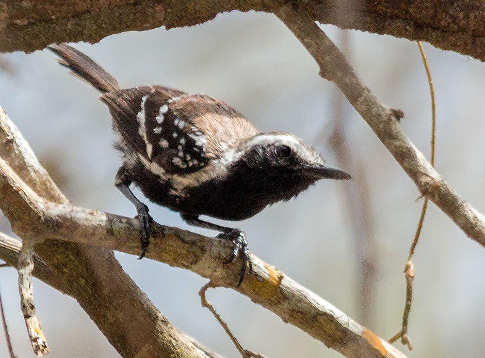 北白羽缘蚁鹩 / Northern White-fringed Antwren / Formicivora intermedia