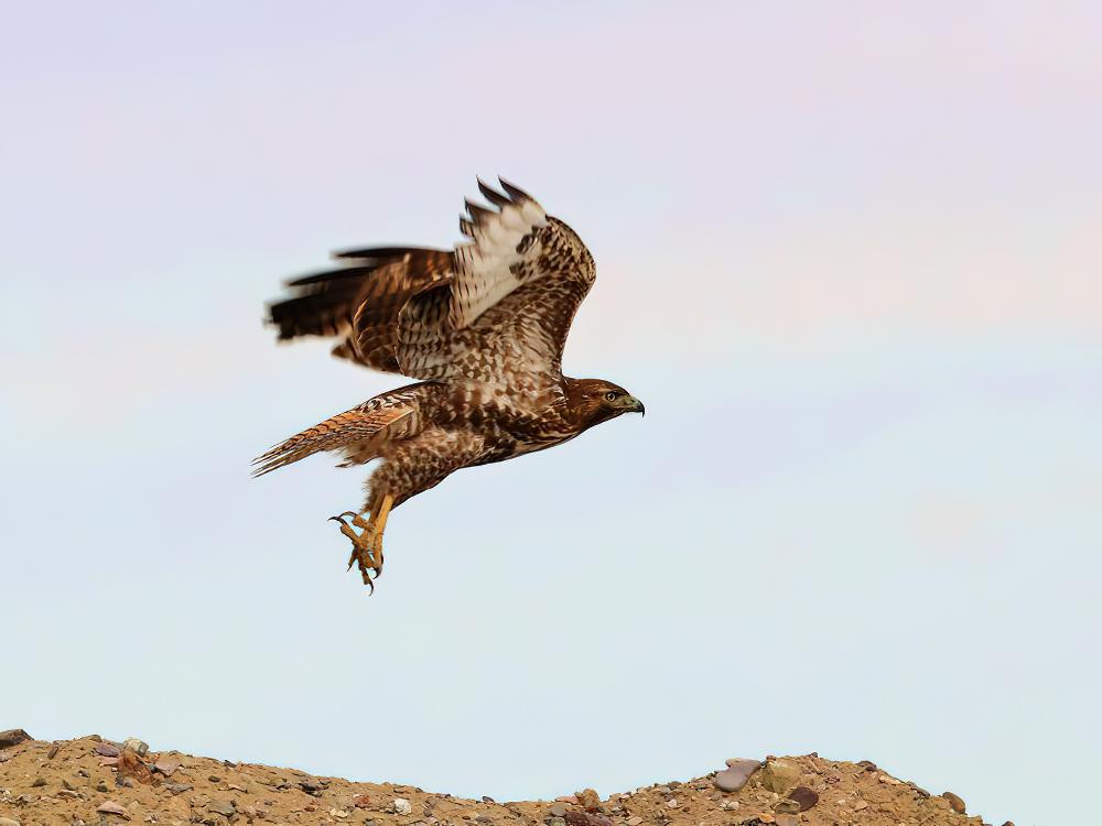 红尾鵟 / Red-tailed Hawk / Buteo jamaicensis