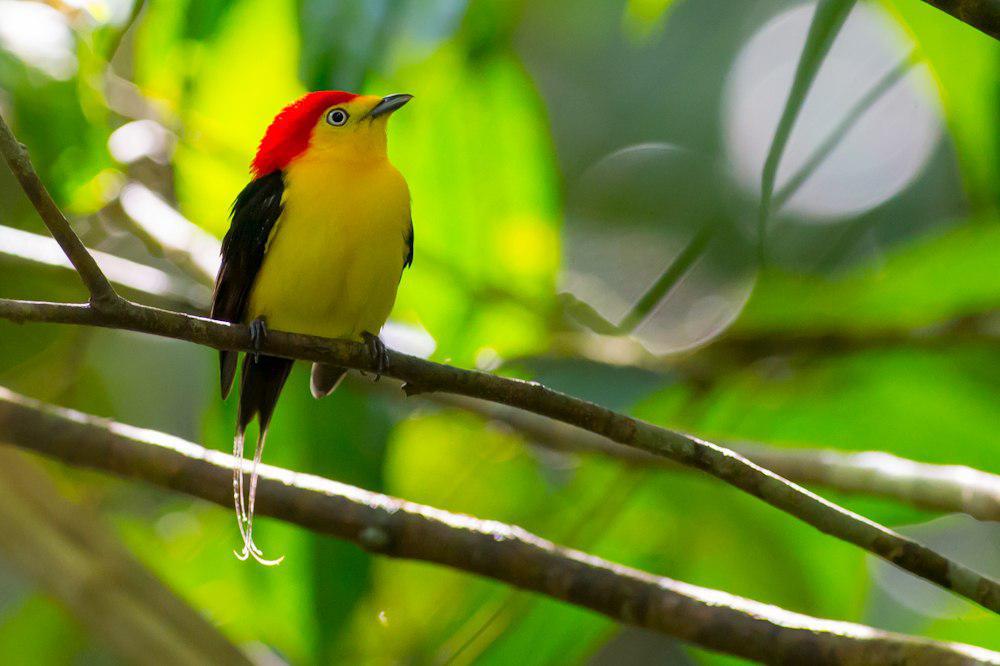 线尾娇鹟 / Wire-tailed Manakin / Pipra filicauda