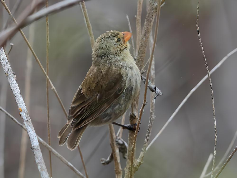 小树雀 / Small Tree Finch / Camarhynchus parvulus