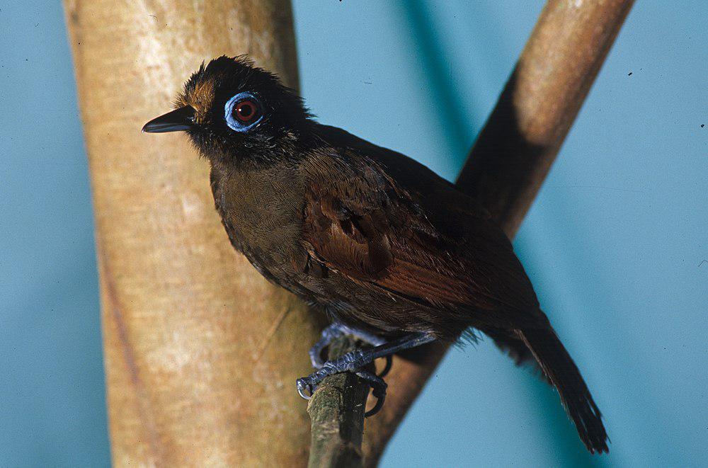 发冠蚁鸟 / Hairy-crested Antbird / Rhegmatorhina melanosticta