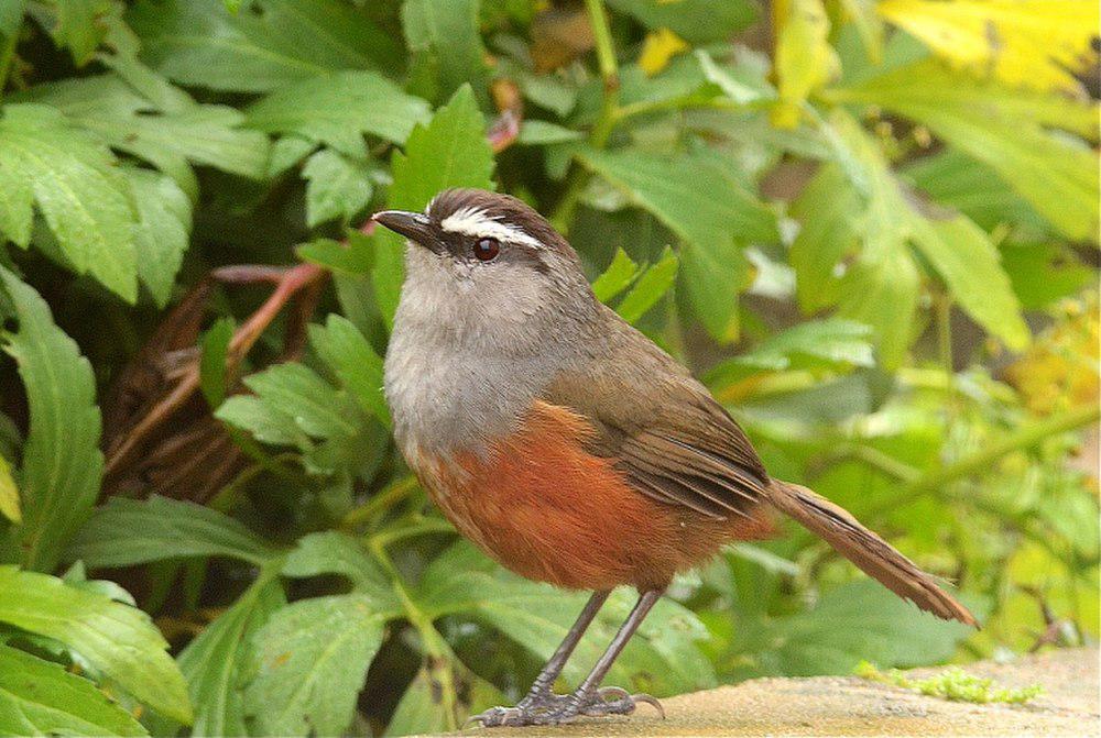 帕拉尼灰胸噪鹛 / Palani Laughingthrush / Montecincla fairbanki