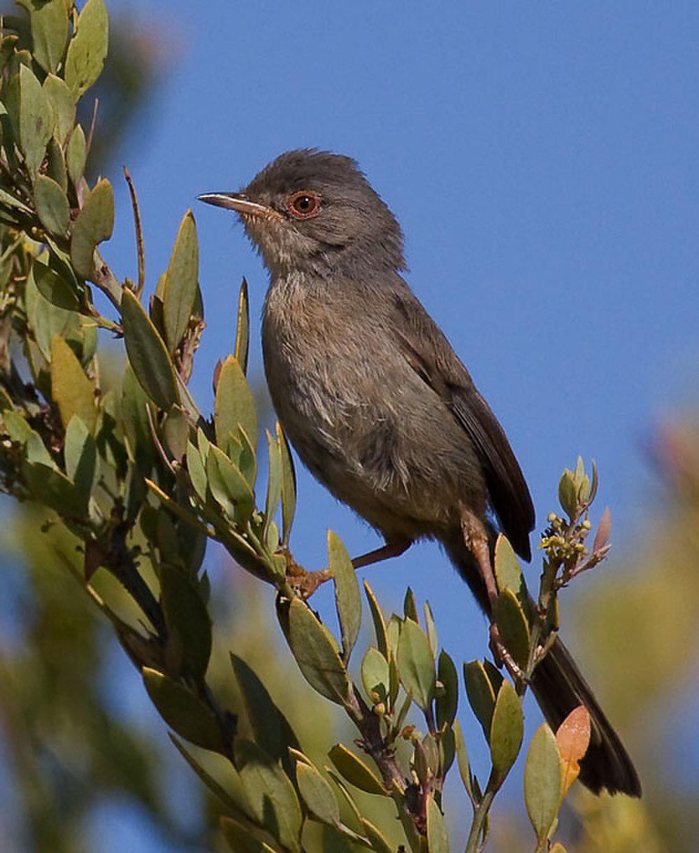 波纹林莺 / Dartford Warbler / Curruca undata