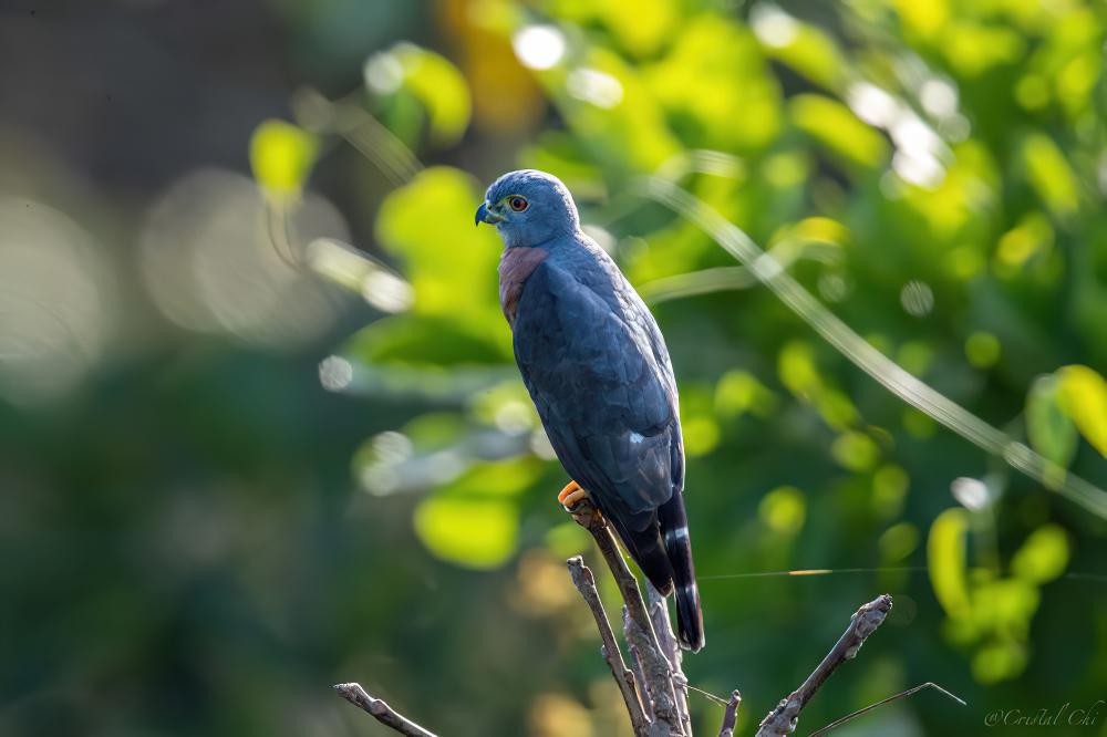 侏鹰 / Tiny Hawk / Accipiter superciliosus