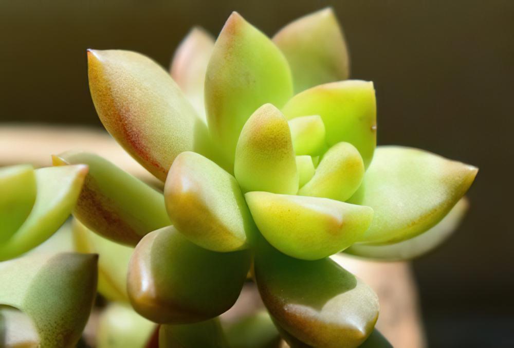 黄丽 Sedum adolphii