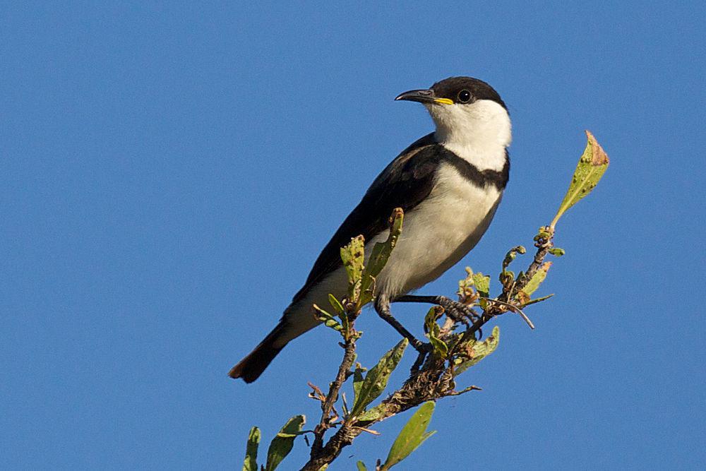 带胸黑吸蜜鸟 / Banded Honeyeater / Cissomela pectoralis