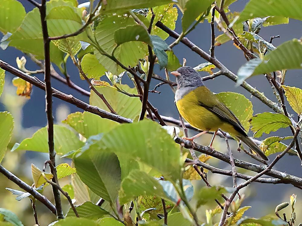 灰头薮唐纳雀 / Grey-hooded Bush Tanager / Cnemoscopus rubrirostris