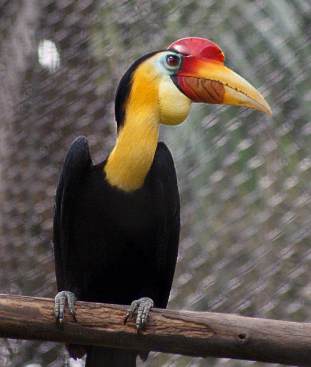 皱盔犀鸟 / Wrinkled Hornbill / Rhabdotorrhinus corrugatus