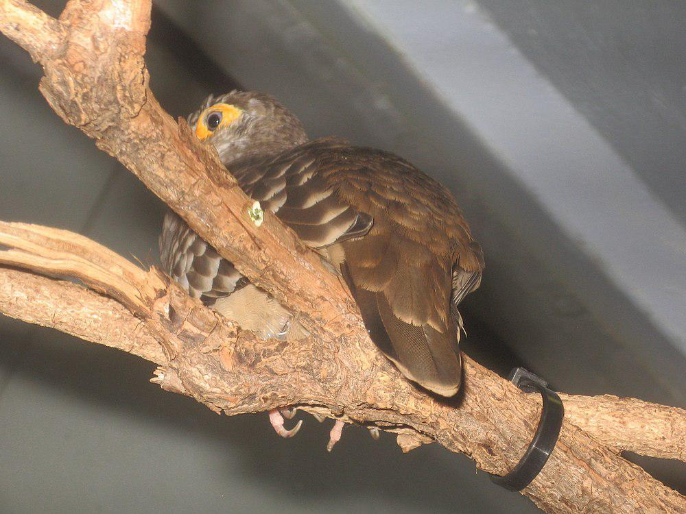 裸眶地鸠 / Moreno\'s Ground Dove / Metriopelia morenoi