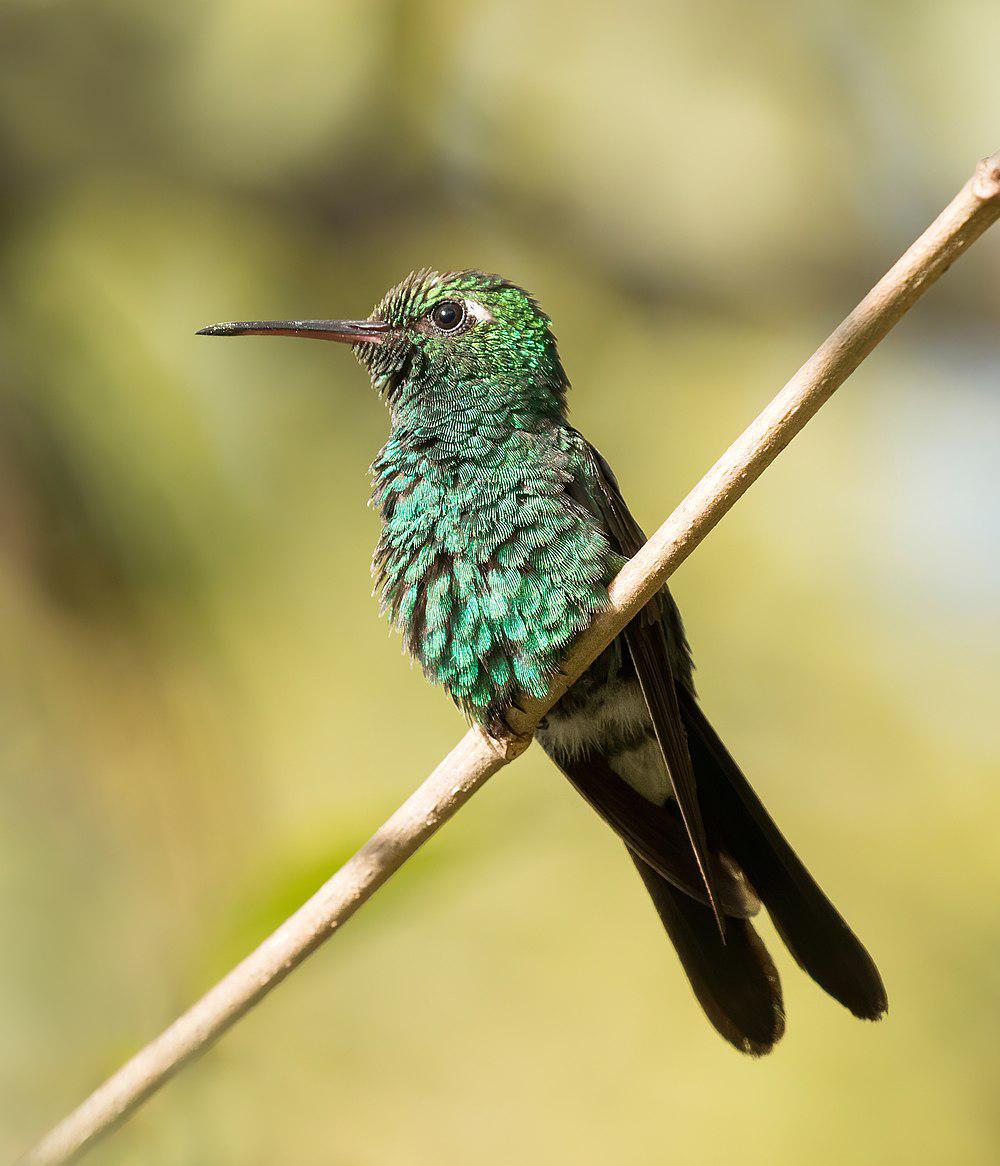 古巴翠蜂鸟 / Cuban Emerald / Riccordia ricordii