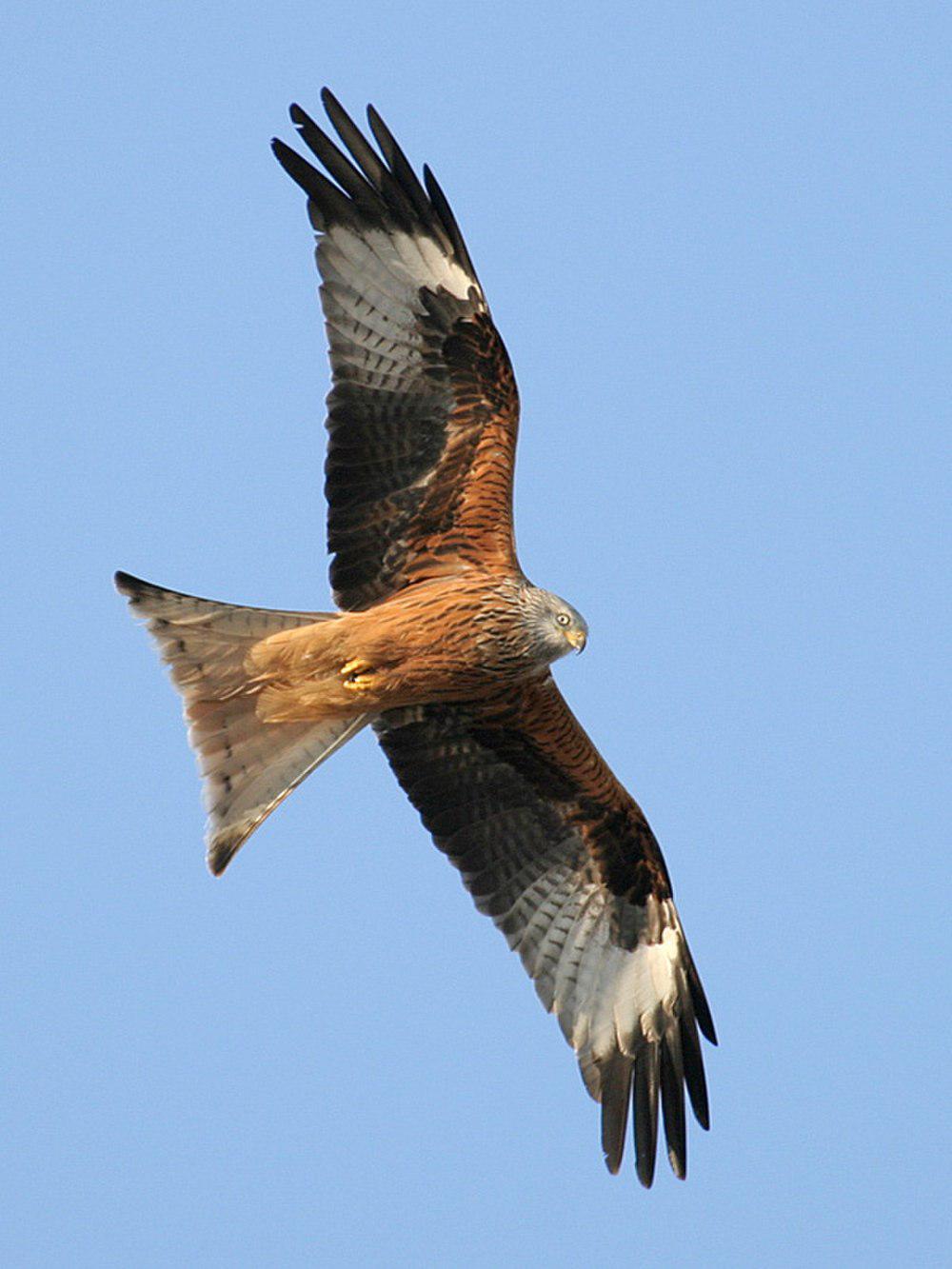 赤鸢 / Red Kite / Milvus milvus