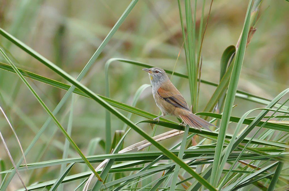 黄须针尾雀 / Sulphur-bearded Reedhaunter / Limnoctites sulphuriferus