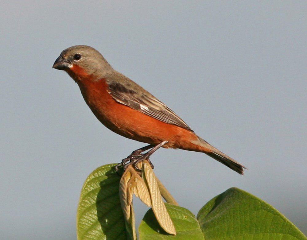 棕胸食籽雀 / Ruddy-breasted Seedeater / Sporophila minuta