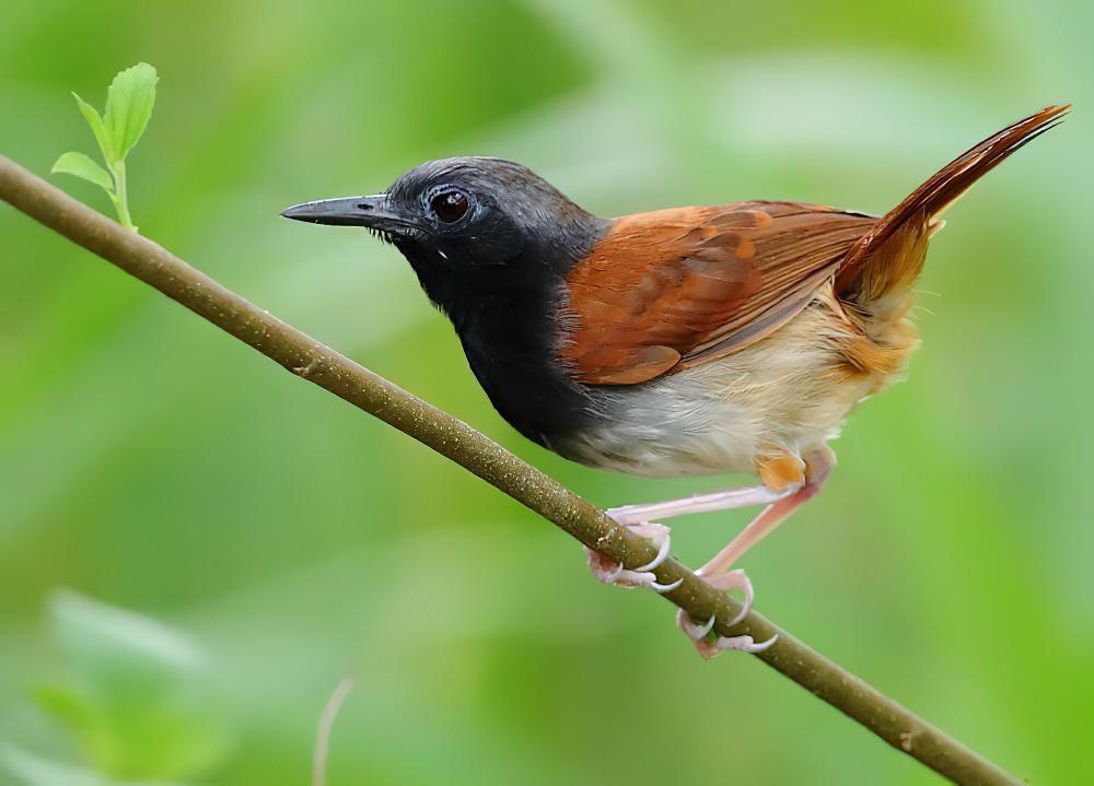 白腹蚁鸟 / White-bellied Antbird / Myrmeciza longipes