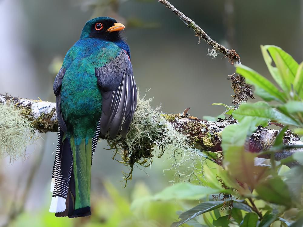 美洲咬鹃 / Masked Trogon / Trogon personatus