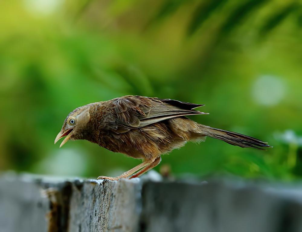 印度白头鸫鹛 / Yellow-billed Babbler / Argya affinis