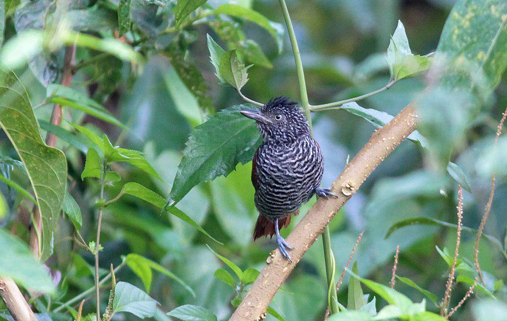 栗背蚁鵙 / Chestnut-backed Antshrike / Thamnophilus palliatus