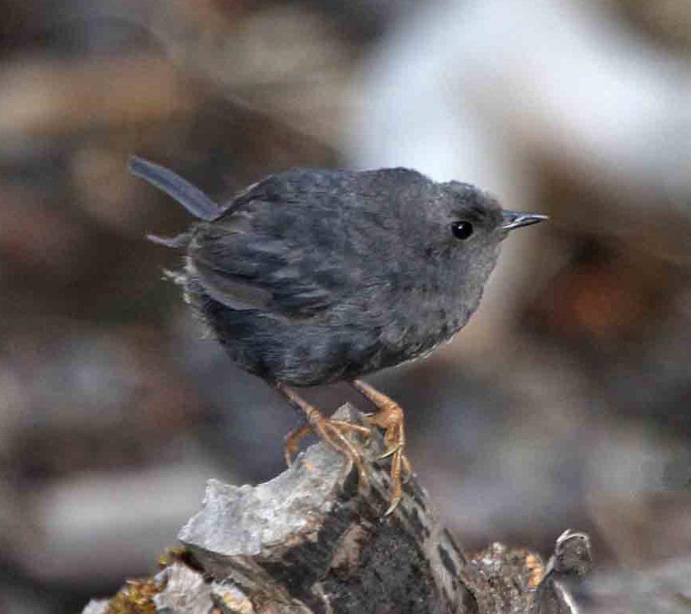 安第斯窜鸟 / Magellanic Tapaculo / Scytalopus magellanicus