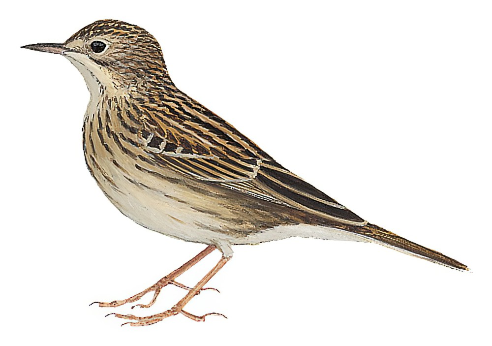 查科鹨 / Pampas Pipit / Anthus chacoensis