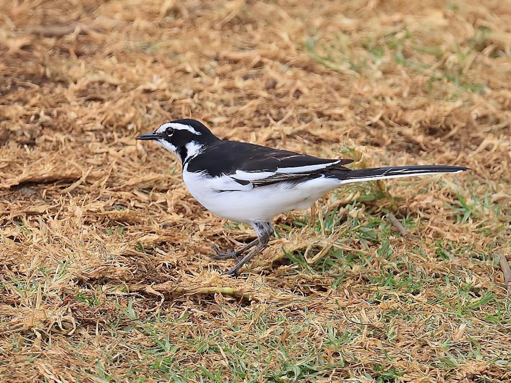 非洲斑鹡鸰 / African Pied Wagtail / Motacilla aguimp